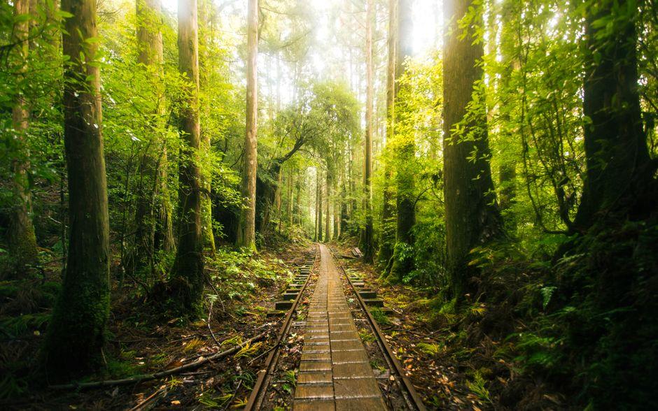 阿里山行程实排，三种时长怎么走