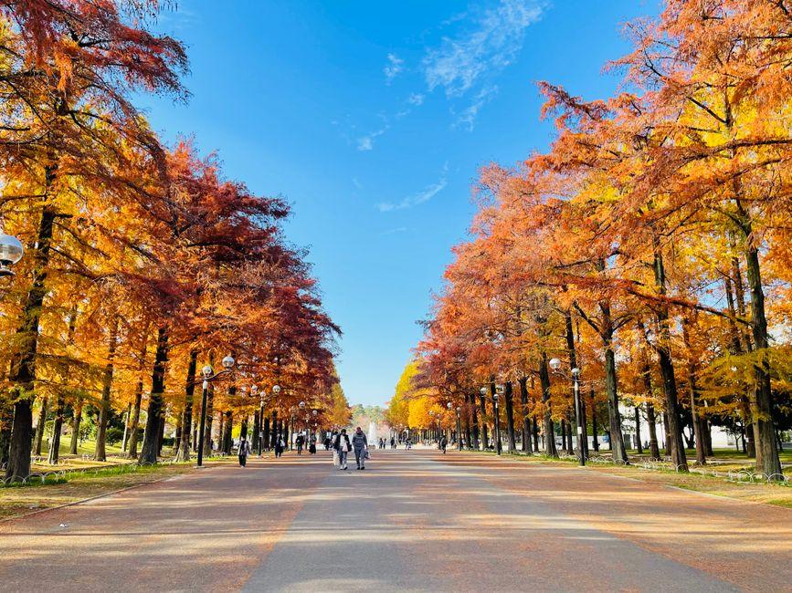 日本北海道本州15日游 第 2 天